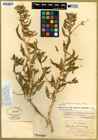 Oenothera arizonica image