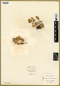 Viola orbiculata image