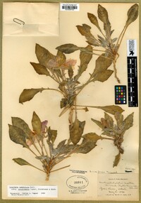 Oenothera cespitosa image