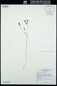 Brodiaea terrestris subsp. kernensis image