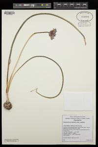 Dichelostemma capitatum subsp. capitatum image