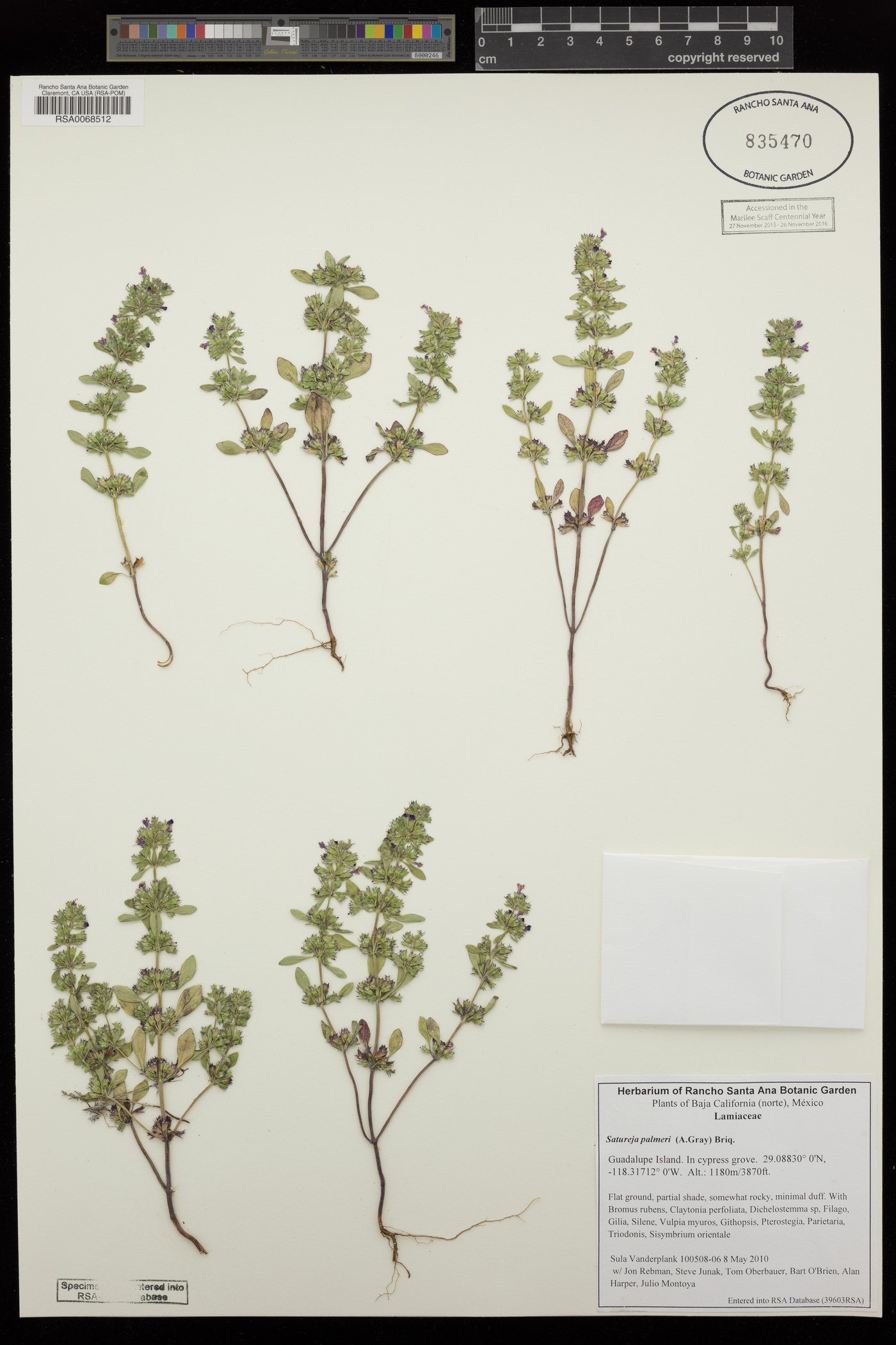 Clinopodium palmeri image