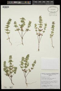 Clinopodium palmeri image