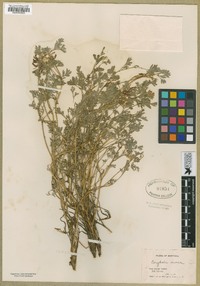 Corydalis aurea image