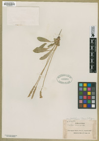 Plantago australis subsp. hirtella image