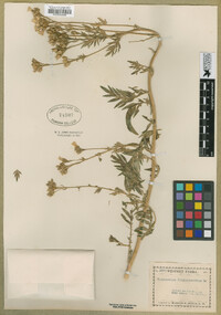 Polemonium foliosissimum image