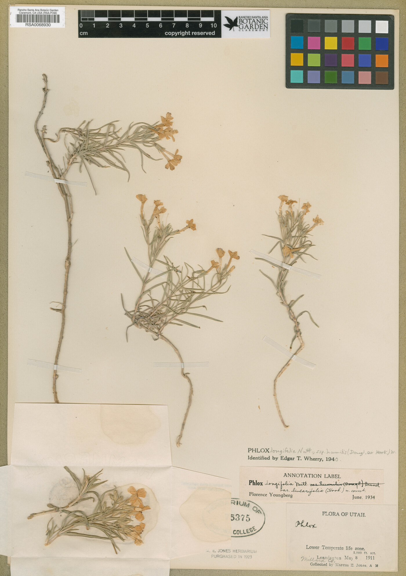 Phlox longifolia subsp. longifolia image