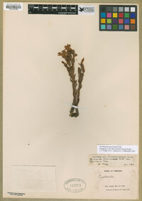 Orobanche fasciculata image