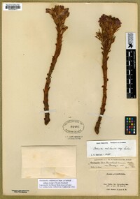 Aphyllon californicum subsp. feudgei image