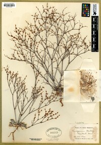 Eriogonum baileyi var. baileyi image