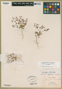 Centrostegia thurberi image