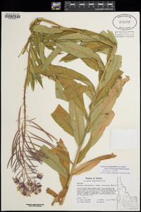 Chamaenerion angustifolium subsp. circumvagum image