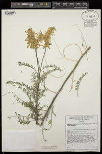 Astragalus trichopodus image