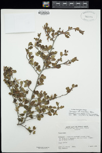 Cercocarpus minutiflorus image