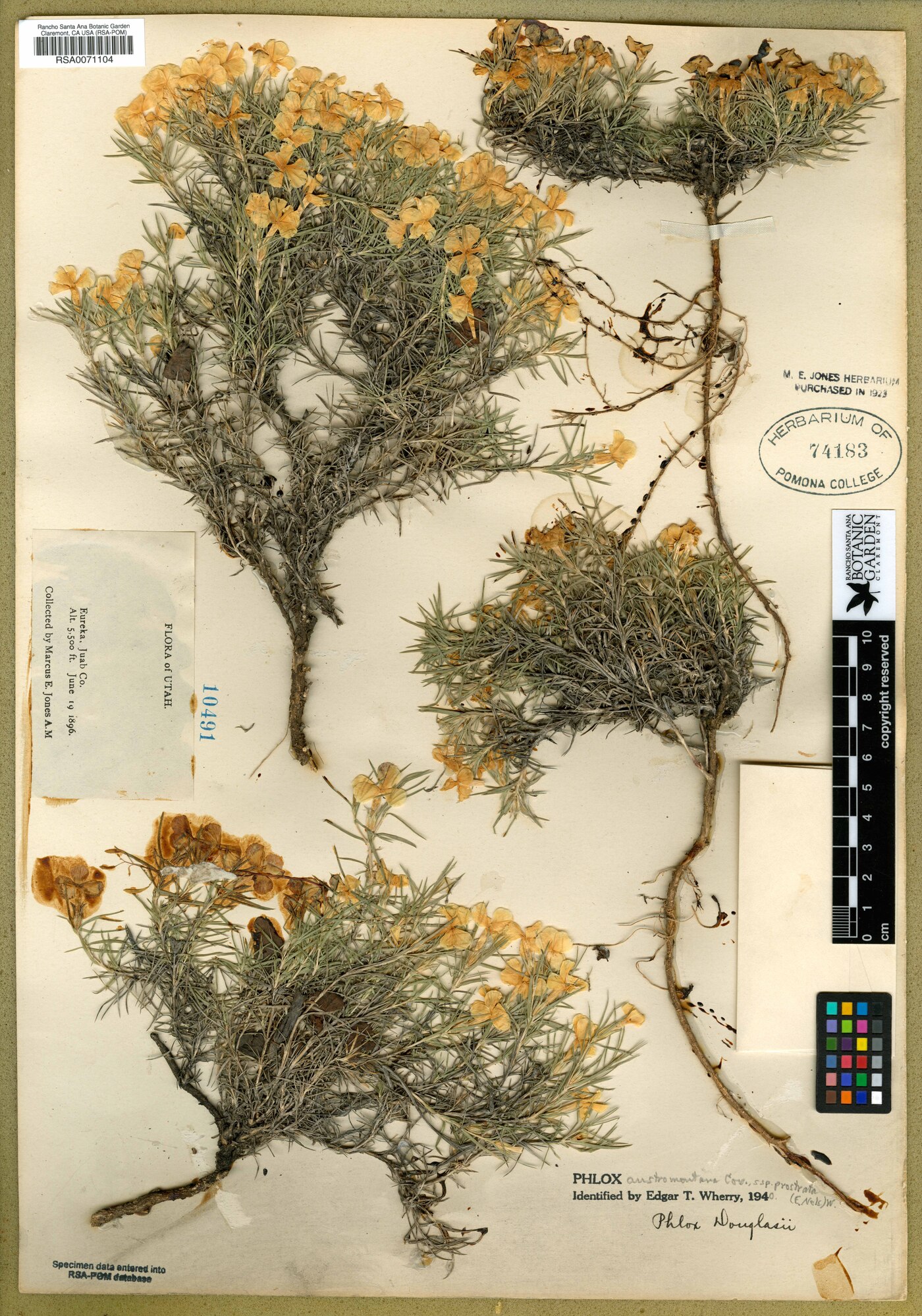 Phlox austromontana subsp. prostrata image