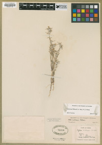 Eriastrum wilcoxii image