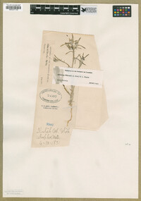 Eriastrum wilcoxii image