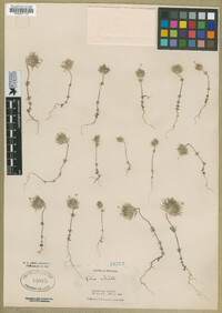 Linanthus ciliatus image