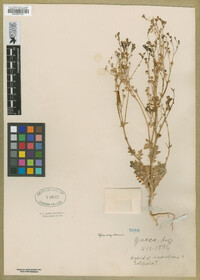 Gilia scopulorum image