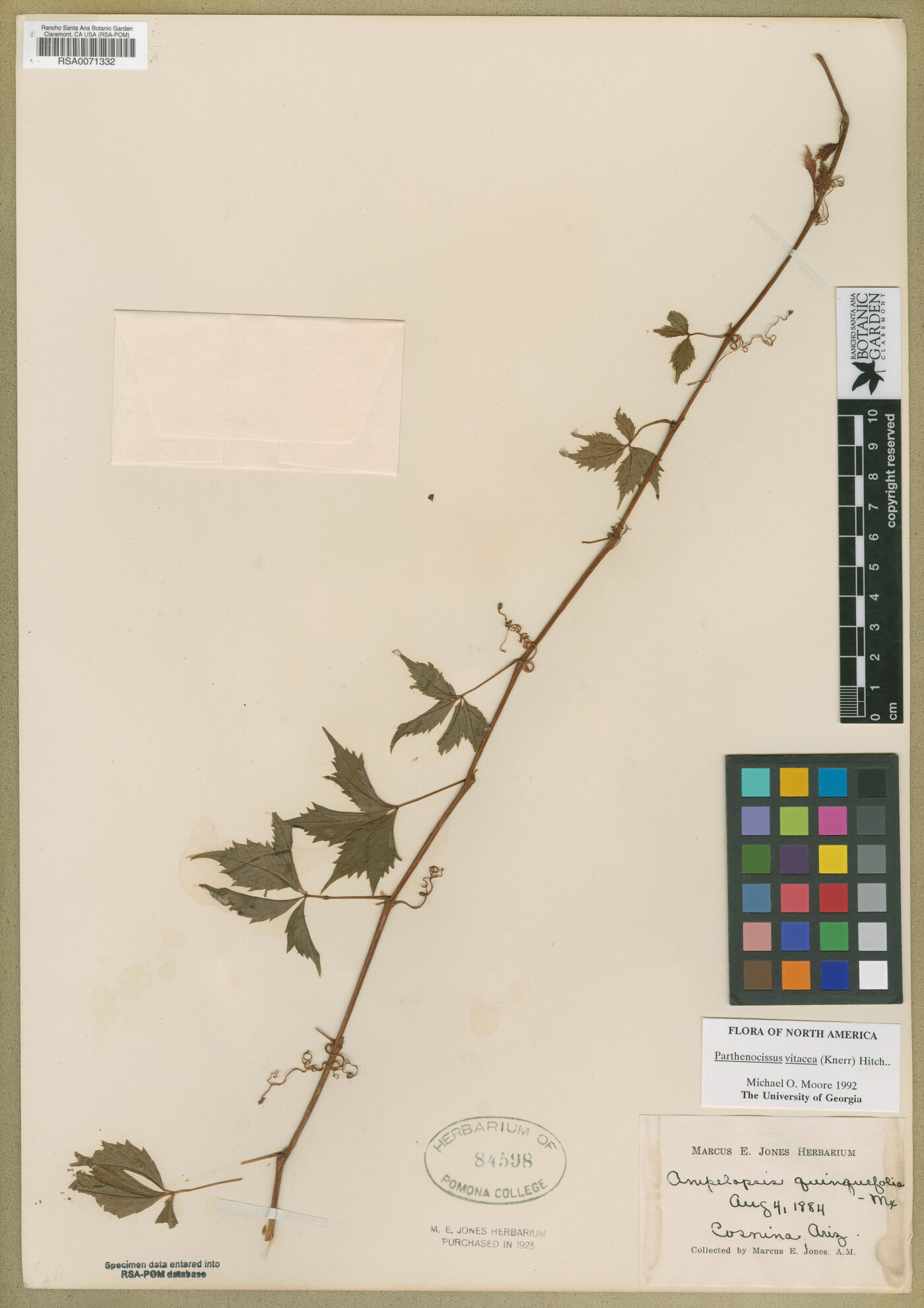 Parthenocissus inserta image