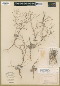 Eriogonum cernuum image