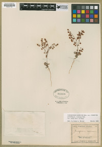 Eriogonum cernuum var. cernuum image
