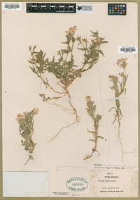 Phlox glabriflora image