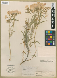 Phlox woodhousei image