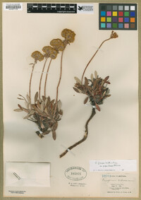 Eriogonum flavum var. piperi image