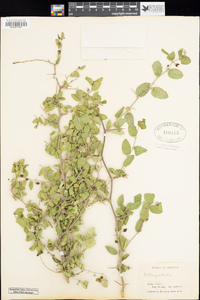 Celtis pallida image