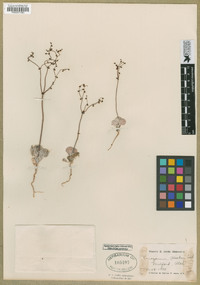 Eriogonum hookeri image