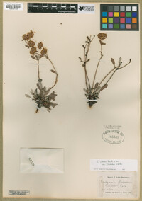 Eriogonum arcuatum var. arcuatum image