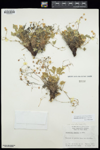 Potentilla wheeleri var. rimicola image