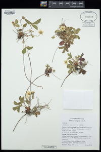 Fragaria cascadensis image