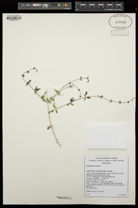 Scutellaria mexicana image