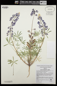 Lupinus benthamii image