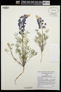 Lupinus benthamii image