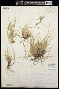 Carex bajacalifornica image