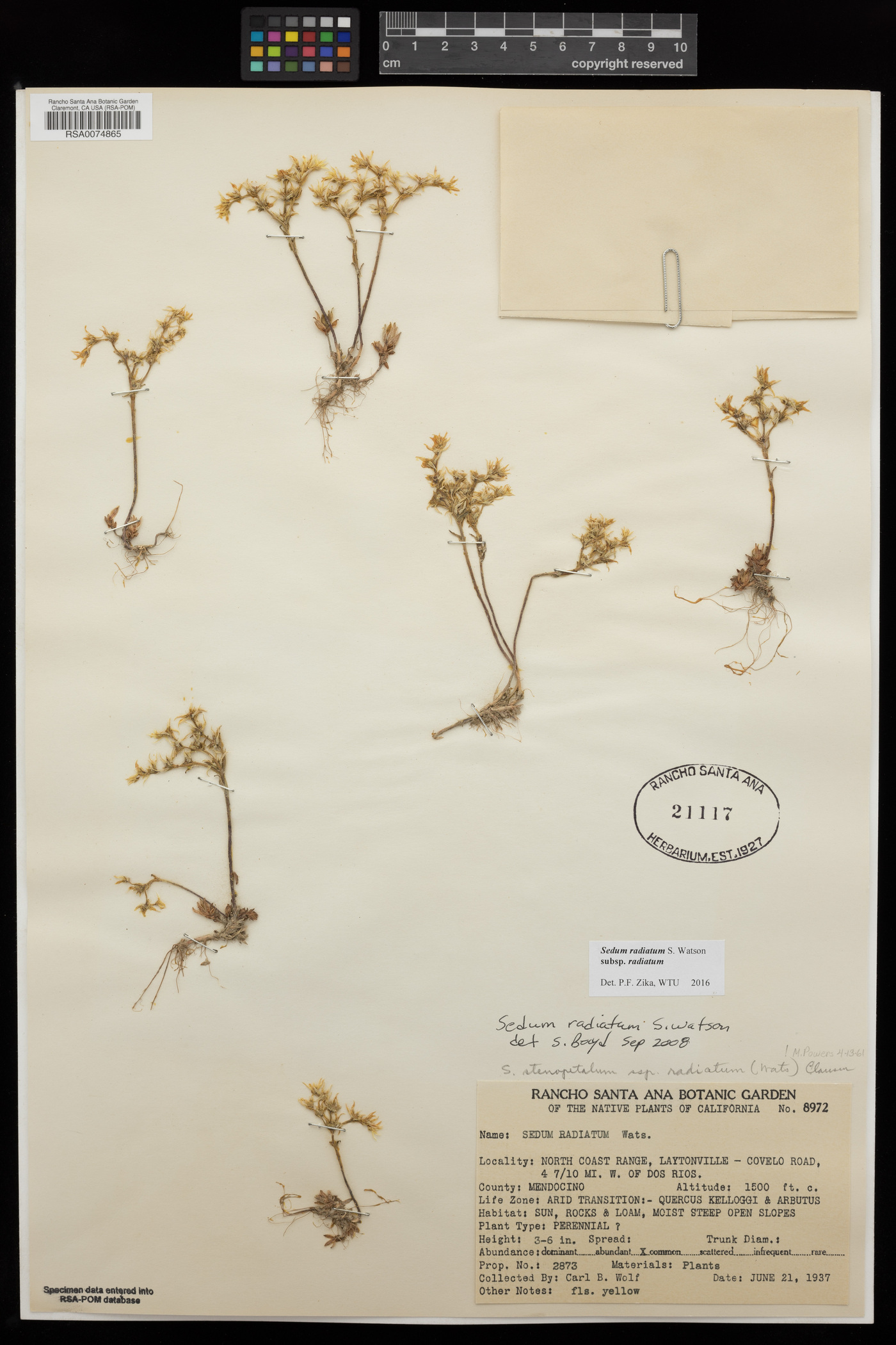 Sedum radiatum subsp. radiatum image