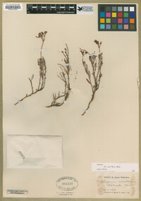 Eriogonum microtheca image