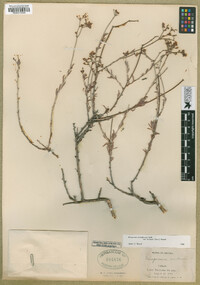 Eriogonum microtheca image