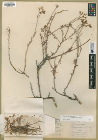 Eriogonum microtheca var. simpsonii image