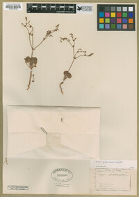 Eriogonum puberulum image