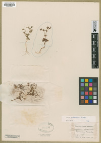 Eriogonum puberulum image