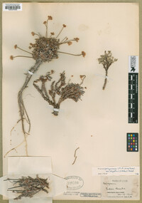 Eriogonum panguicense var. alpestre image