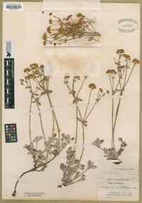 Eriogonum umbellatum var. subaridum image