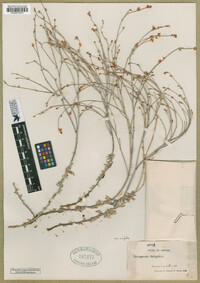 Eriogonum wrightii var. wrightii image