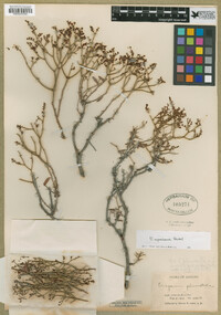 Eriogonum heermannii var. apachense image