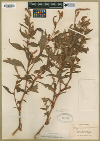 Persicaria lapathifolia image