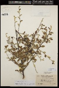 Cotoneaster pannosus image